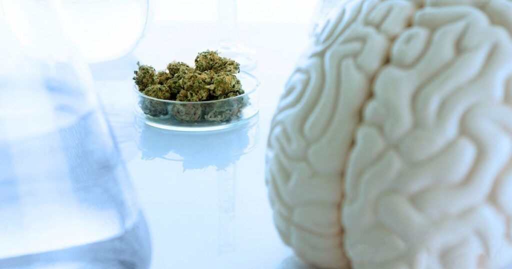 Laboratory setting featuring a Petri dish with dried cannabis buds on a reflective white surface, alongside a detailed anatomical model of a human brain. Blurred glassware in the background adds a clinical context, symbolizing research into cannabis and its next-day cognitive effects