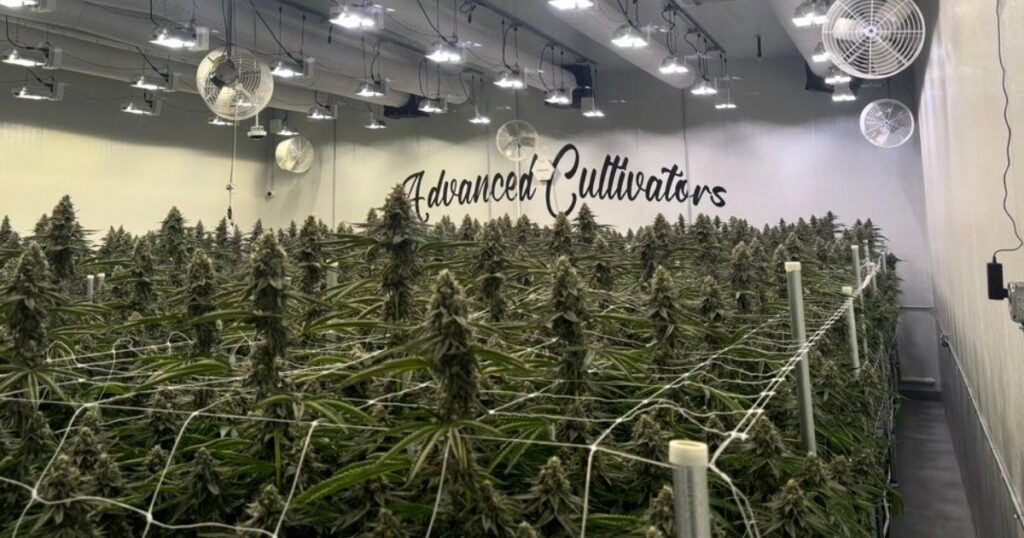 Indoor cannabis cultivation facility with dense rows of mature plants supported by white trellis netting. Bright grow lights and ventilation systems are mounted on the ceiling, ensuring optimal growth conditions. The back wall features the text 'Advanced Cultivators' in a black cursive script, highlighting the professional operation