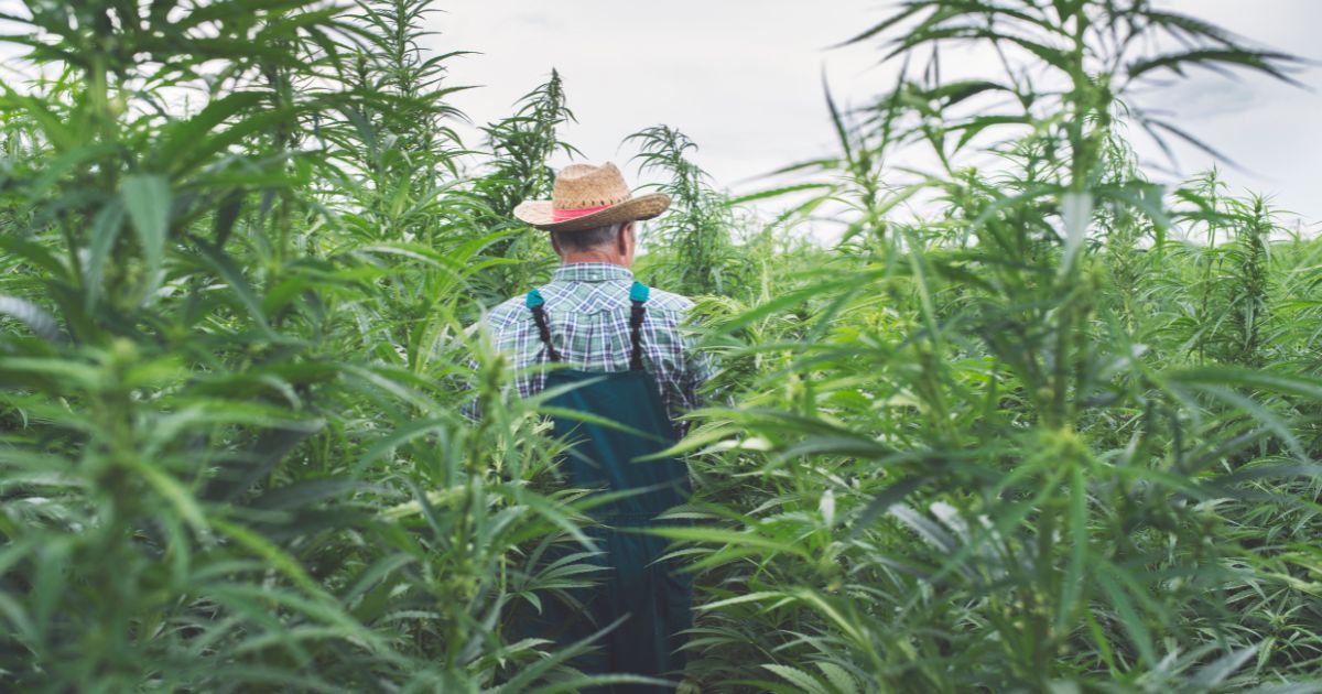 Farmer wearing a straw hat and green overalls walking through a dense field of tall hemp plants with serrated green leaves. The overcast sky and blurred foreground emphasize the scale of the crop, symbolizing the growth highlighted in the National Hemp Report.