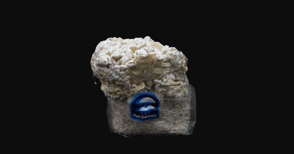 Close-up of a dense, brain-like psilocybin mushroom growth emerging from a mycelium-filled substrate block wrapped in clear plastic. The packaging features a blue circular 'Full Canopy' logo, set against a black background to emphasize the intricate texture and cultivation process
