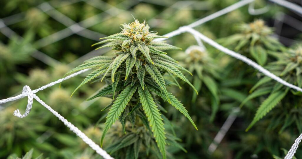 Close-up of a flowering cannabis bud coated in silvery-white trichomes, surrounded by vibrant green leaves and supported by a white trellis net. The blurred background reveals rows of similar plants in a professional cultivation facility, symbolizing advancements in marijuana research under the Higher Education Marijuana Research Act.