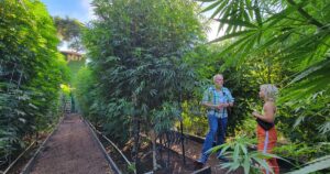 Two guests converse in a lush outdoor cannabis garden during the Mary Jane Berlin Beard Bros dinner, surrounded by tall green plants in raised beds along a sunlit pathway