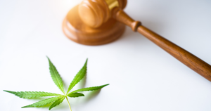 Bright green cannabis leaf in sharp focus beside a wooden judge’s gavel on a white background, representing California DCC cannabis regulation and legal oversight.
