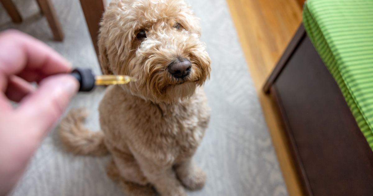 Curly-haired dog sitting on a patterned rug and looking up at a dropper filled with oil, illustrating the use of CBD for dogs with cancer in a home care setting. Write SEO caption for CBD dog cancer post Create meta description using CBD for dogs keywords
