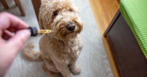 Curly-haired dog sitting on a patterned rug and looking up at a dropper filled with oil, illustrating the use of CBD for dogs with cancer in a home care setting. Write SEO caption for CBD dog cancer post Create meta description using CBD for dogs keywords