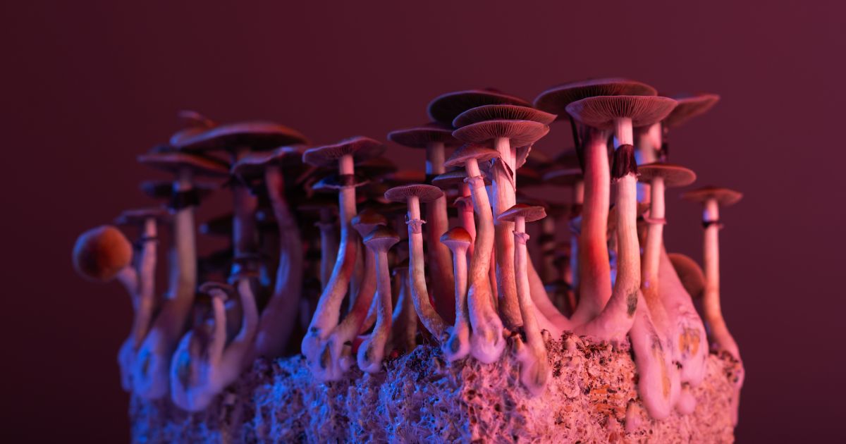 Close-up of a dense cluster of mushrooms growing from a substrate block, lit with pink and blue lighting against a dark background to illustrate psychedelic-assisted therapy