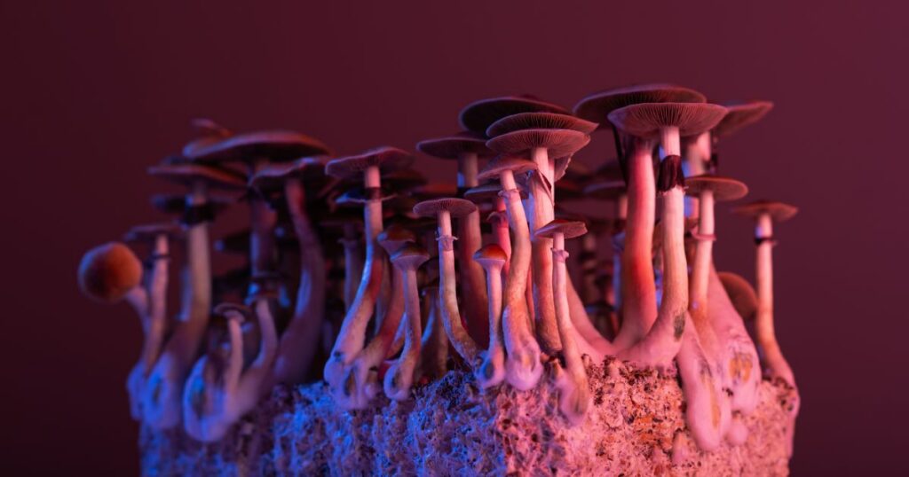 Close-up of a dense cluster of mushrooms growing from a substrate block, lit with pink and blue lighting against a dark background to illustrate psychedelic-assisted therapy