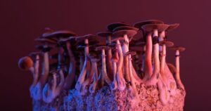 Close-up of a dense cluster of mushrooms growing from a substrate block, lit with pink and blue lighting against a dark background to illustrate psychedelic-assisted therapy