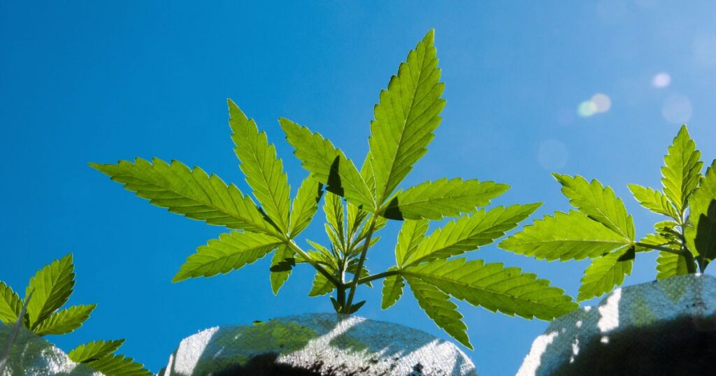 Low-angle view of a bright green cannabis plant growing under a clear blue sky, with sunlight and lens flare highlighting the leaves in an image representing cannabis Schedule III discussions