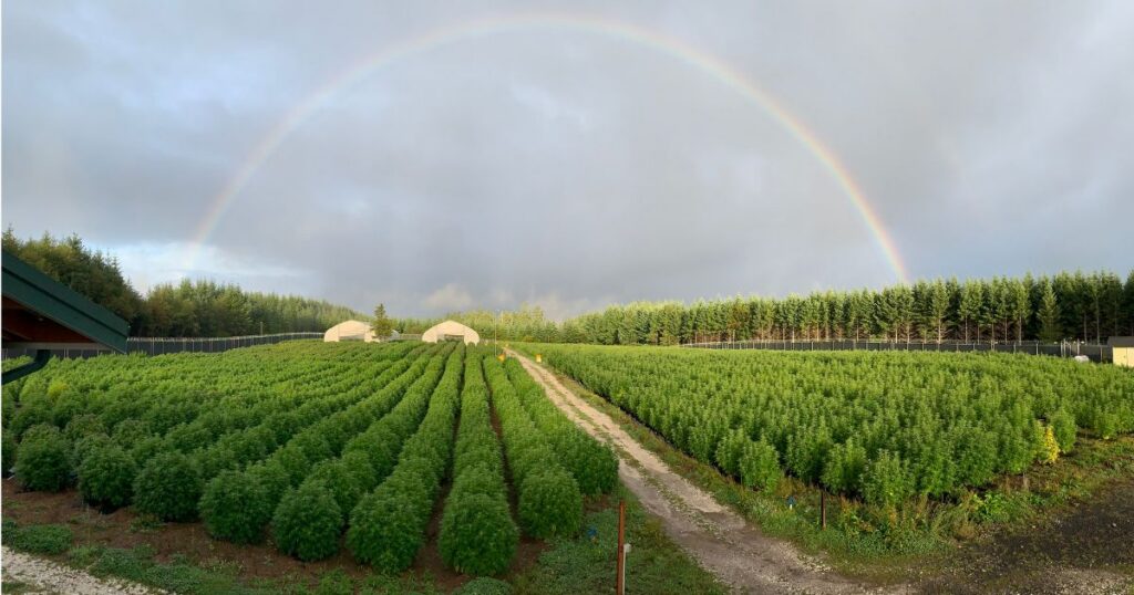 Wide view of a large cannabis farm with rows of green plants, greenhouses, and a security fence beneath a full rainbow and cloudy sky, representing the Harmony Farms acquisition.