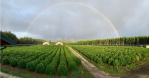 Wide view of a large cannabis farm with rows of green plants, greenhouses, and a security fence beneath a full rainbow and cloudy sky, representing the Harmony Farms acquisition.