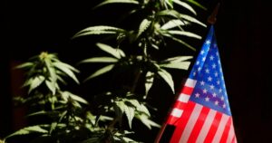 Small American flag beside a flowering cannabis plant with serrated green leaves against a dark black background, symbolizing the political debate around cannabis legalization in the United States