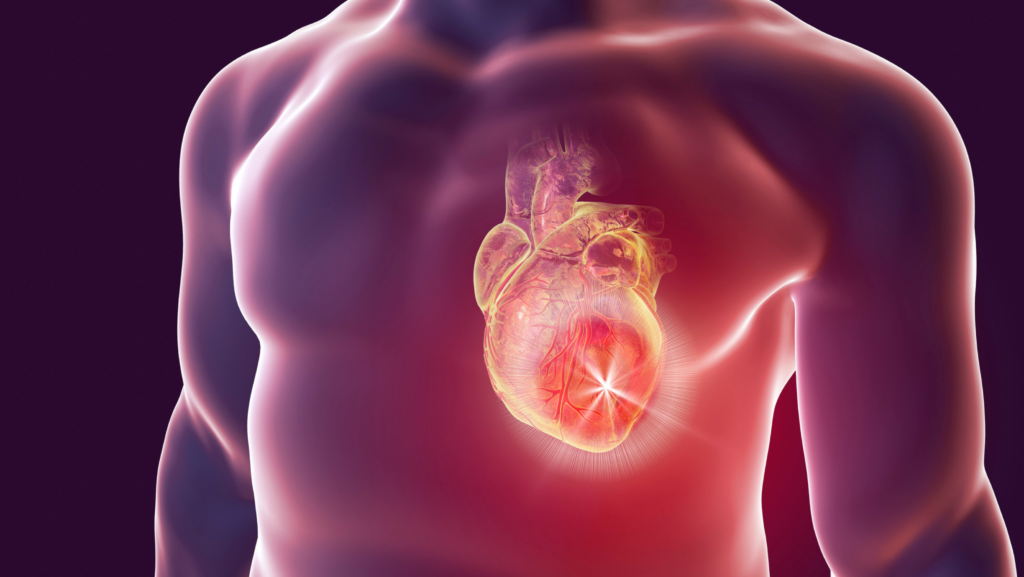 Image of a heart anatomy,