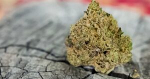 The OG Kush Family Tree and the People Who Kept It Alive